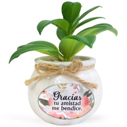 [CERTI-BS21012A] Maceta De Cerámica Con Planta Suculenta Varios Textos